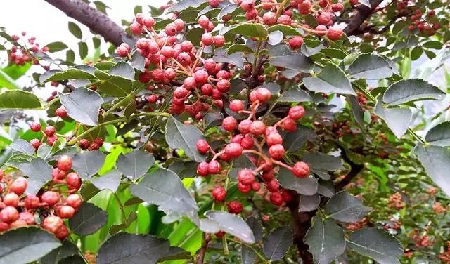 重慶香料批發(fā)