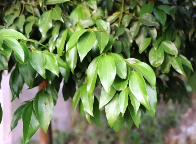 重慶香料批發(fā)